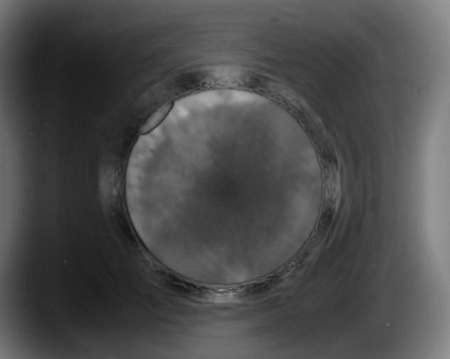 X0000087540701200705251720