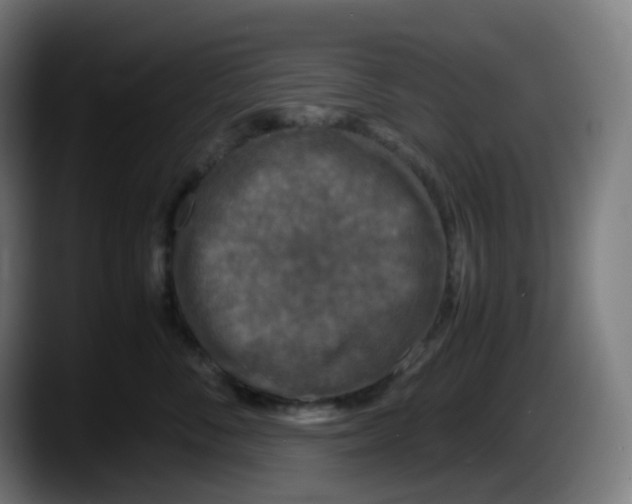 X0000087540716200705251720