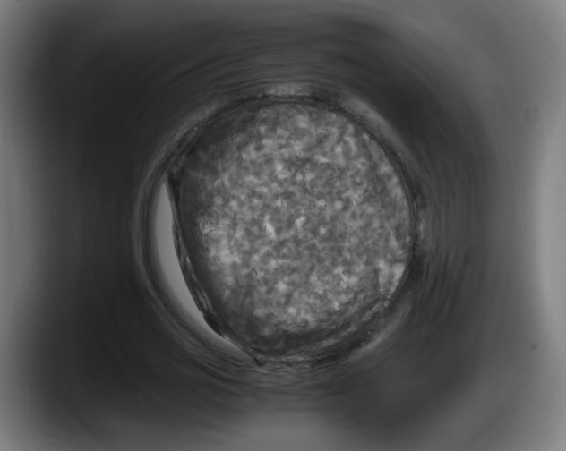 X0000087540725200705251719