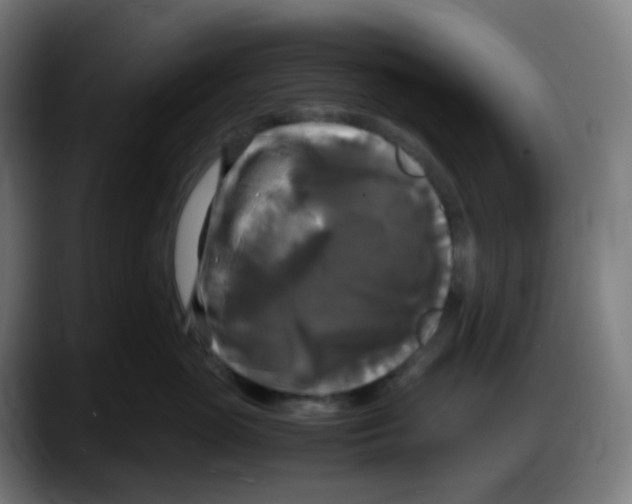 X0000087540765200705251720