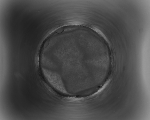 X0000087540781200705251719