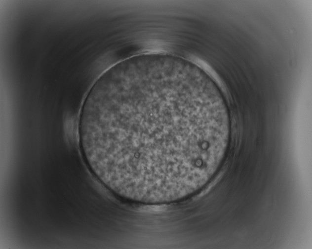 X0000087540810200705251719