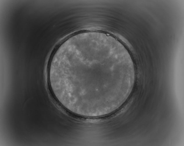 X0000087540840200705251718