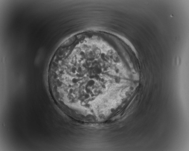 X0000087540903200705251717