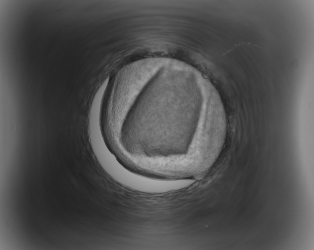 X0000087540916200705251717