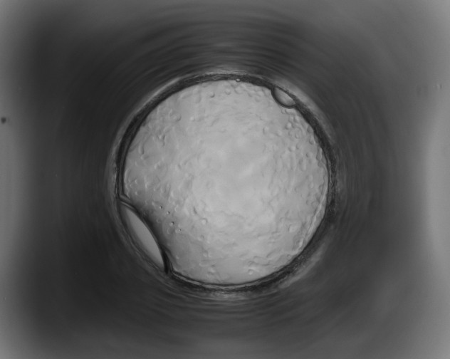 X0000087540933200705251717