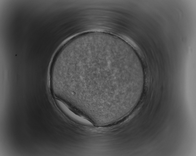 X0000087540940200705251717