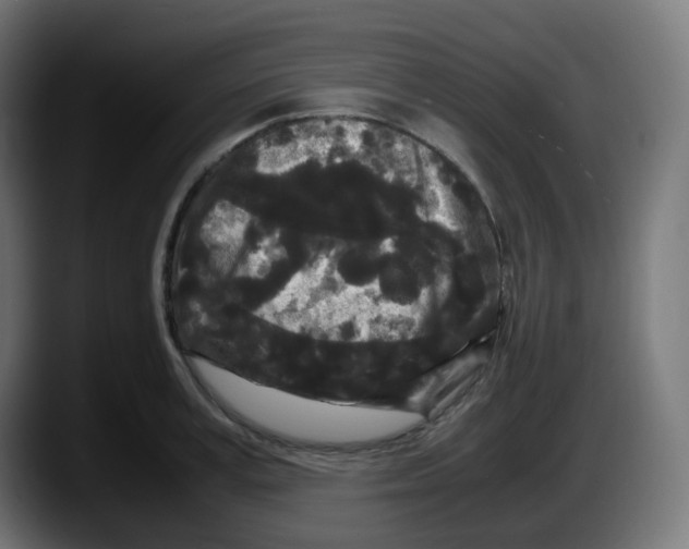 X0000087540995200705251716