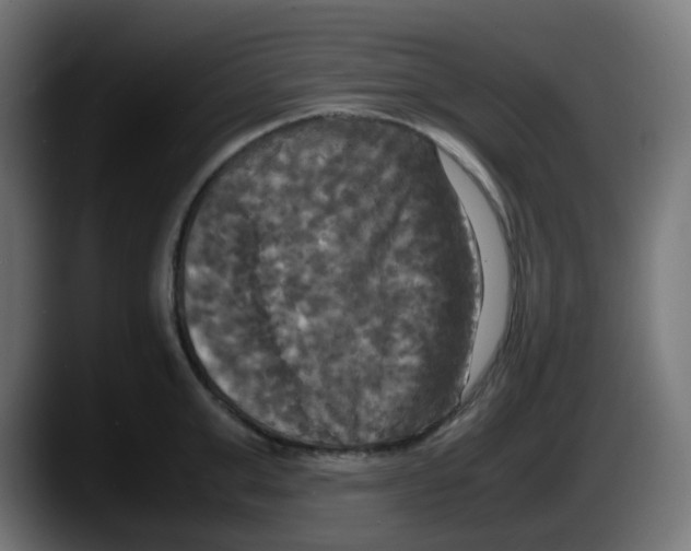 X0000087540999200705251716