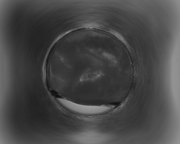 X0000087541032200705251716