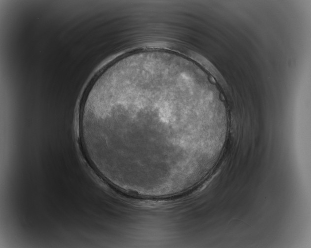 X0000087541036200705251716