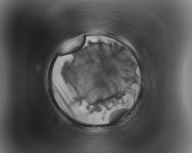 X0000087541087200705251715