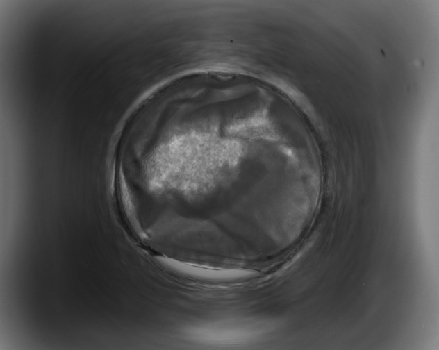 X0000087541224200705251713