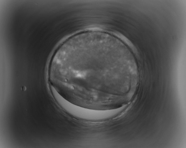 X0000087541240200705251713