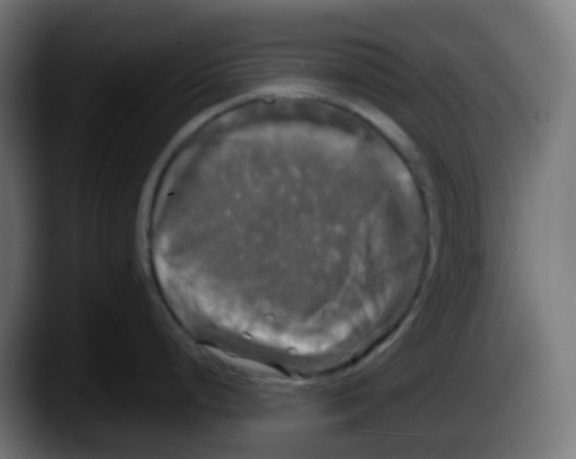 X0000087541248200705251713