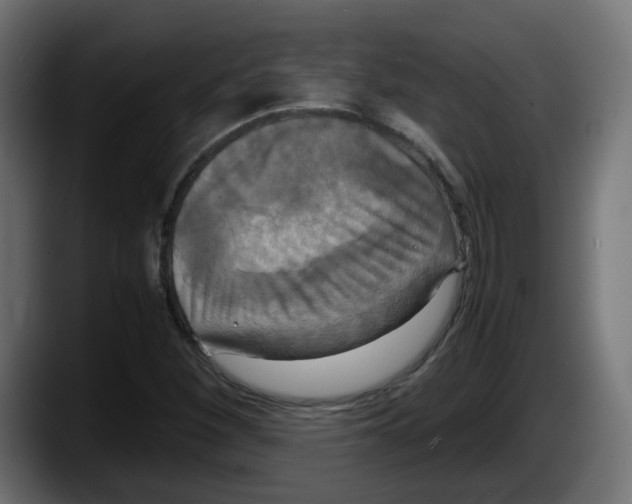 X0000087541260200705251712