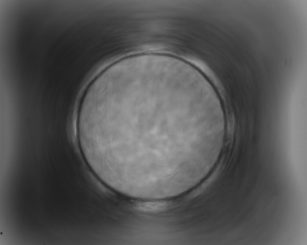 X0000087541294200705251712