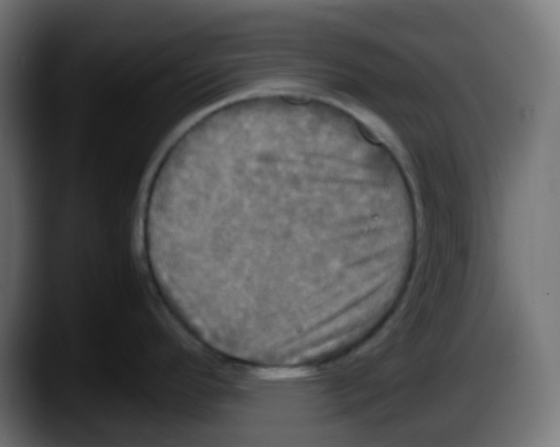 X0000087541296200705251712