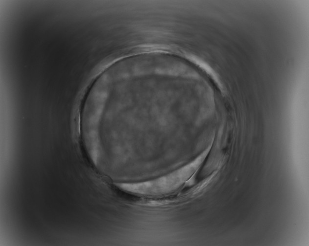 X0000087541365200705251711