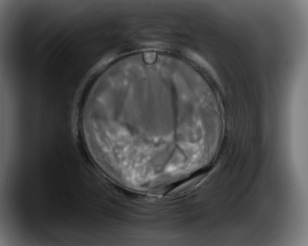 X0000087541411200705251710