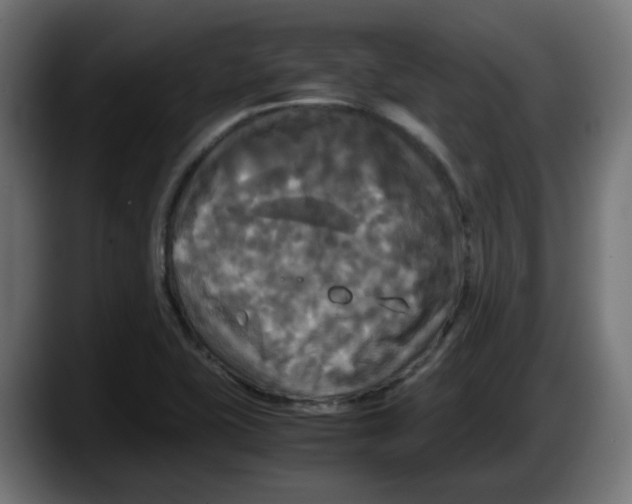 X0000087541415200705251710