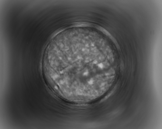 X0000087541417200705251710