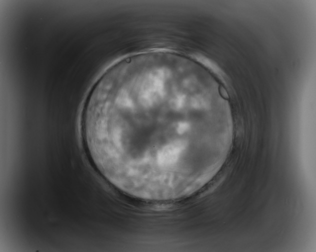 X0000087541423200705251711