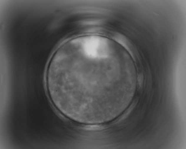 X0000087541482200705251710