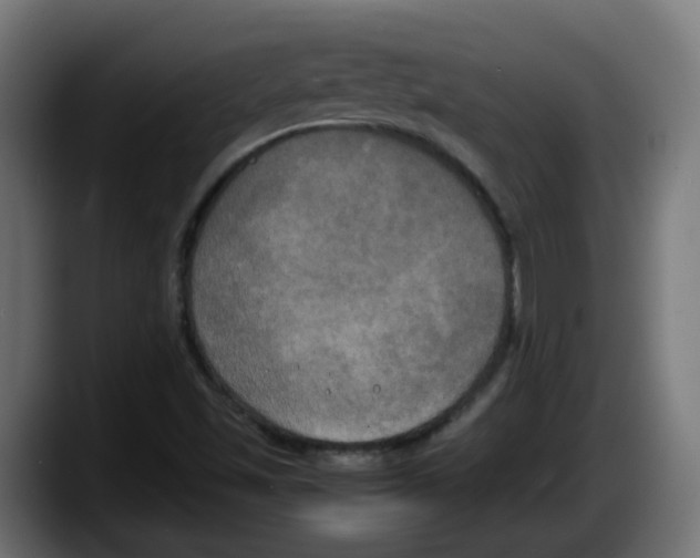 X0000087541501200705251709