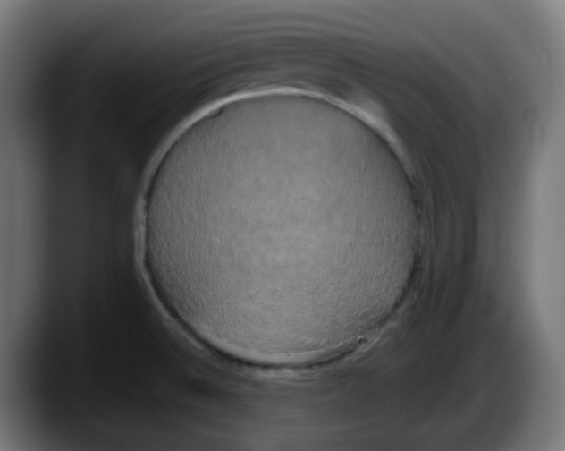 X0000087541524200705251709