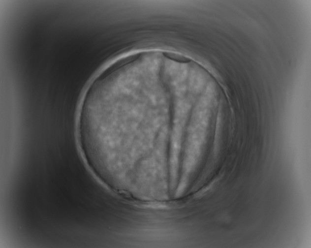 X0000087541536200705251710