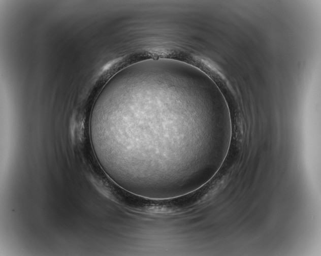 X0000087550596200704271210