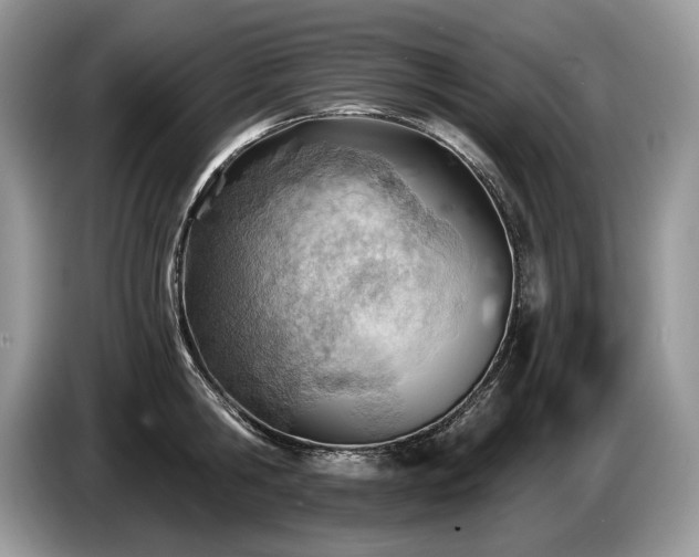 X0000087550806200704271207