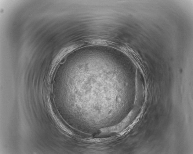 X0000087550049200705041338