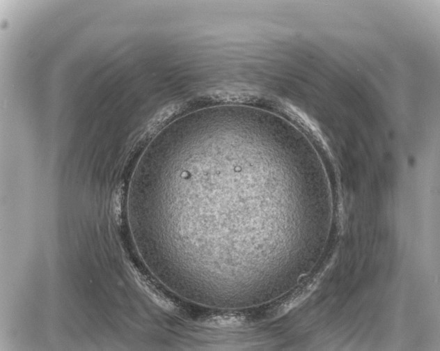 X0000087550065200705041338