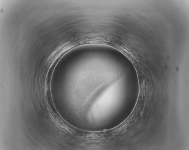 X0000087550290200705041335