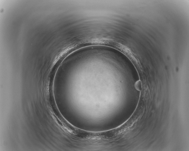 X0000087550299200705041335