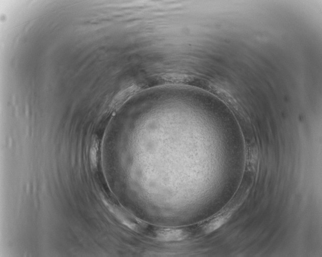 X0000087550334200705041334