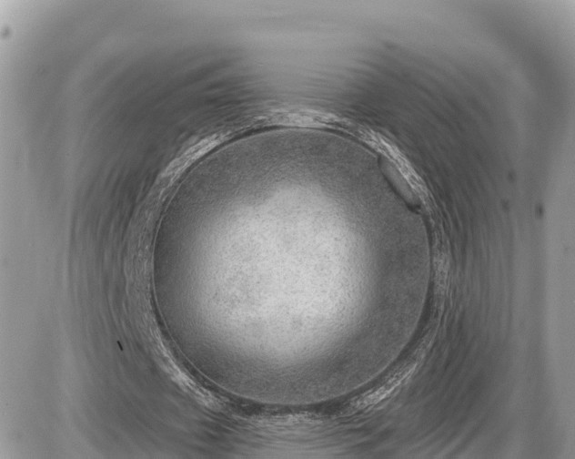 X0000087550433200705041332