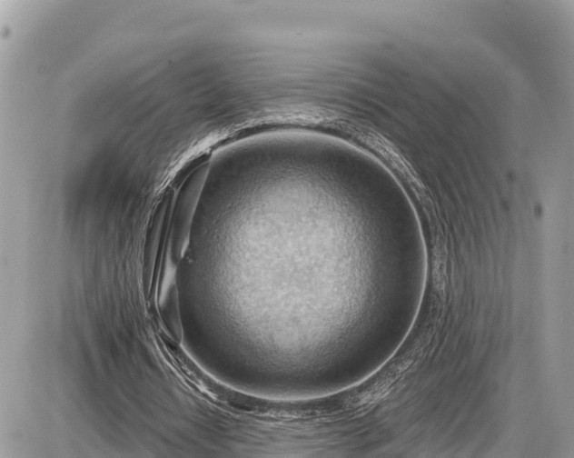 X0000087550434200705041332