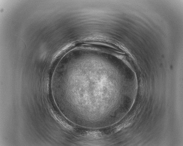 X0000087550446200705041332