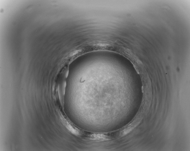 X0000087550528200705041331