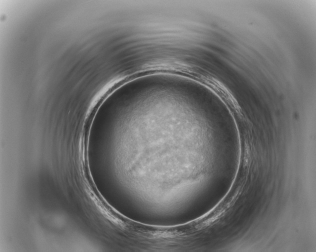 X0000087550796200705041326