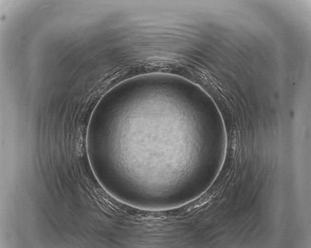 X0000087550868200705041325