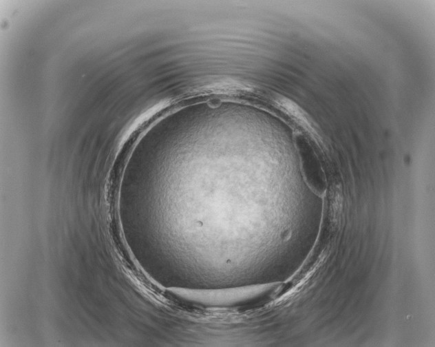 X0000087551026200705041322