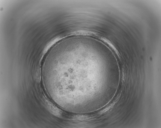 X0000087551075200705041322