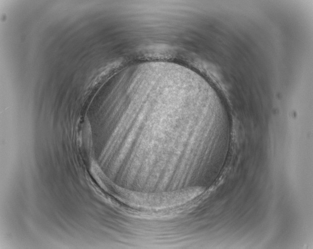 X0000087550017200705112133