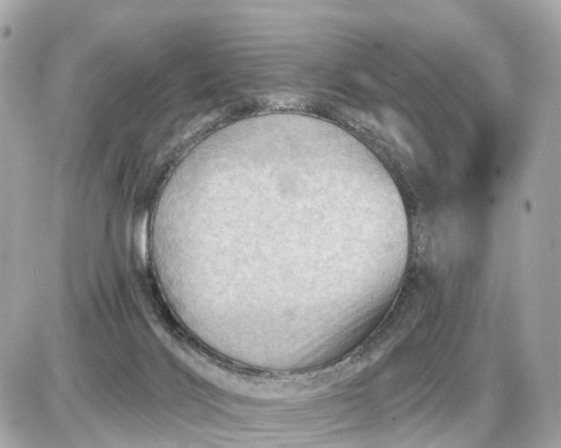 X0000087550028200705112132