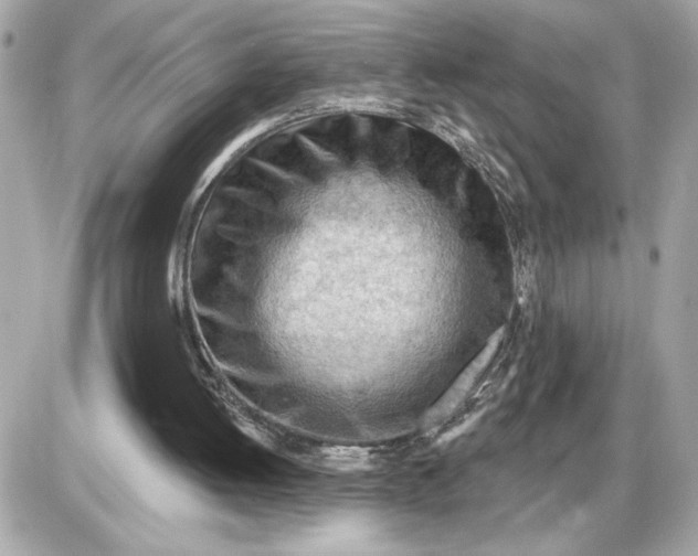 X0000087550052200705112131