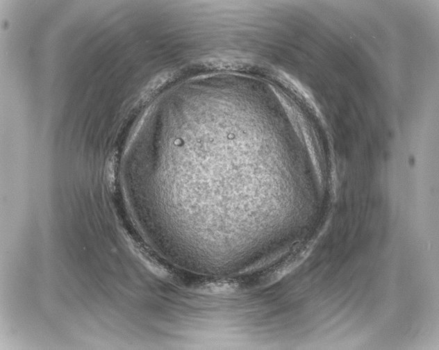 X0000087550065200705112132